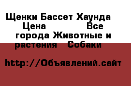 Щенки Бассет Хаунда  › Цена ­ 25 000 - Все города Животные и растения » Собаки   